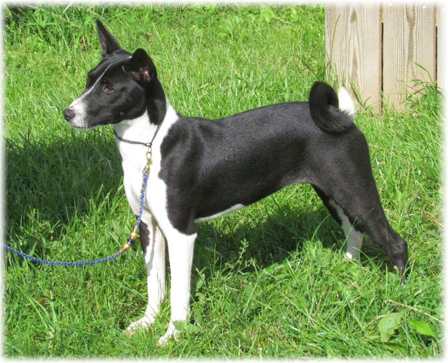 Басенджи черно-белого цвета