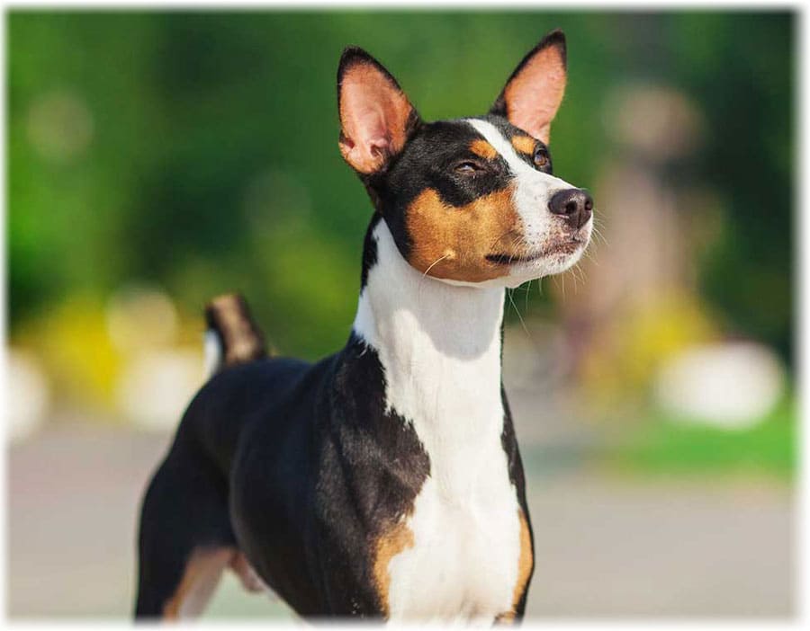 Басенджи смотрит вдаль