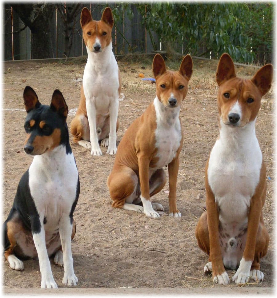 Басенджи позируют на камеру