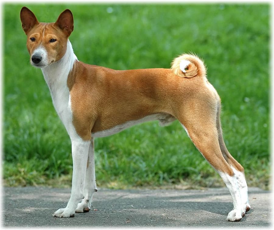 Басенджи описание породы