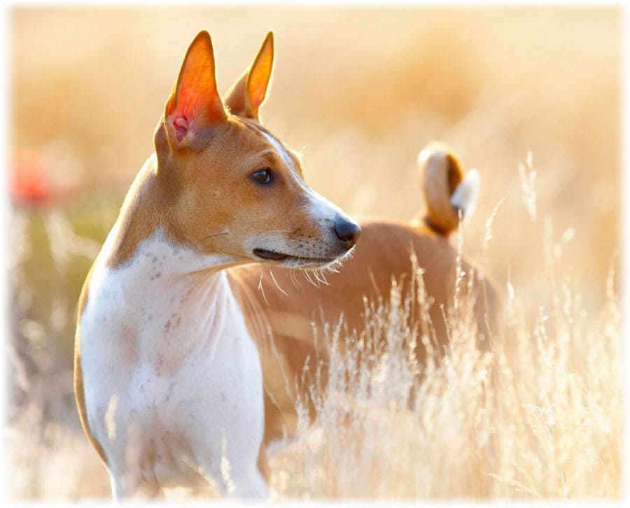 Окрас породы басенджи