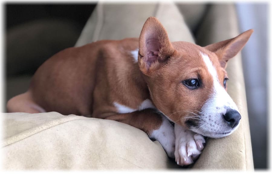 Басенджи смотрит в окно