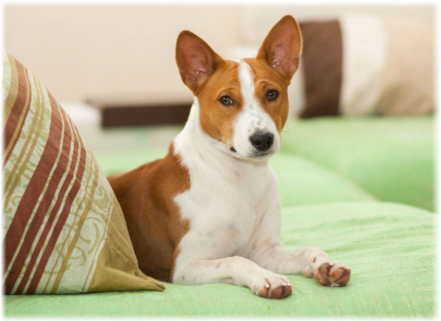 Басенджи лежит на диване