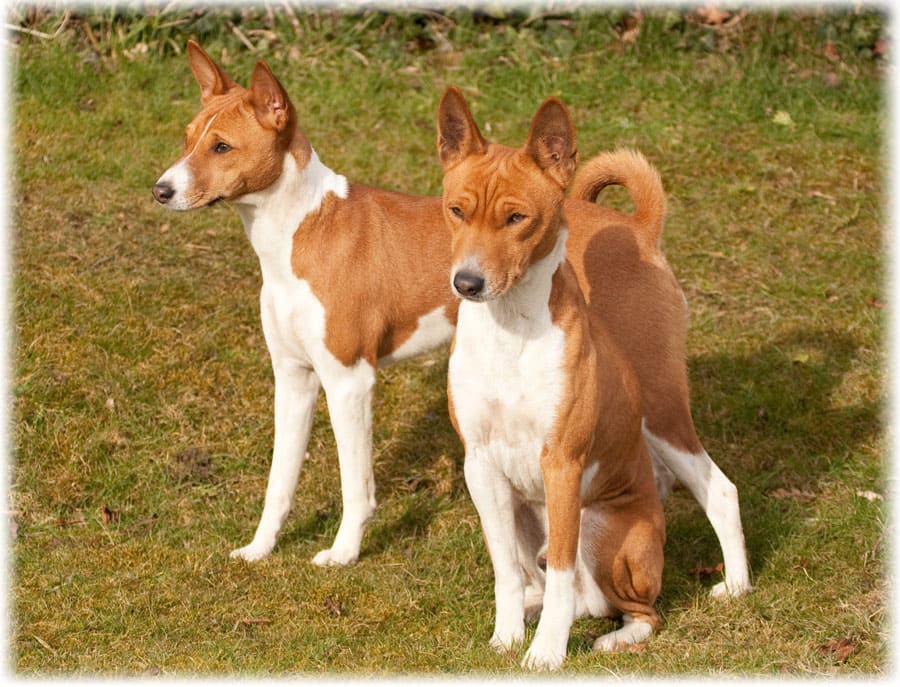 Взрослые басенджи