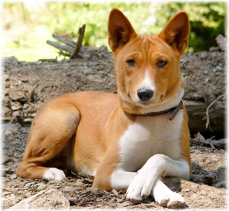 Басенджи в лесу