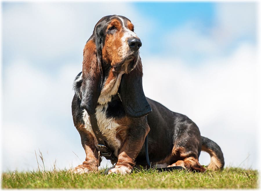 Прямая стойка бассет хаунда