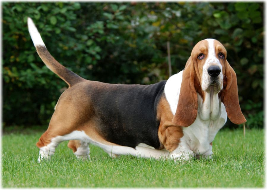Описание породы бассет хаунд