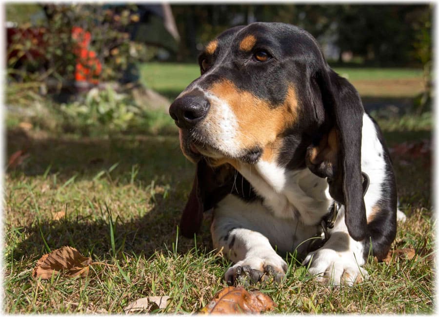Бассет хаунд прогулки