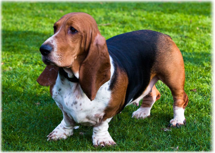 Бассет хаунд уход