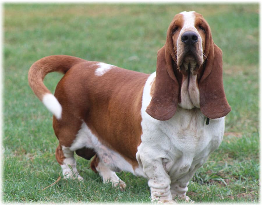 Мордочка бассет хаунда