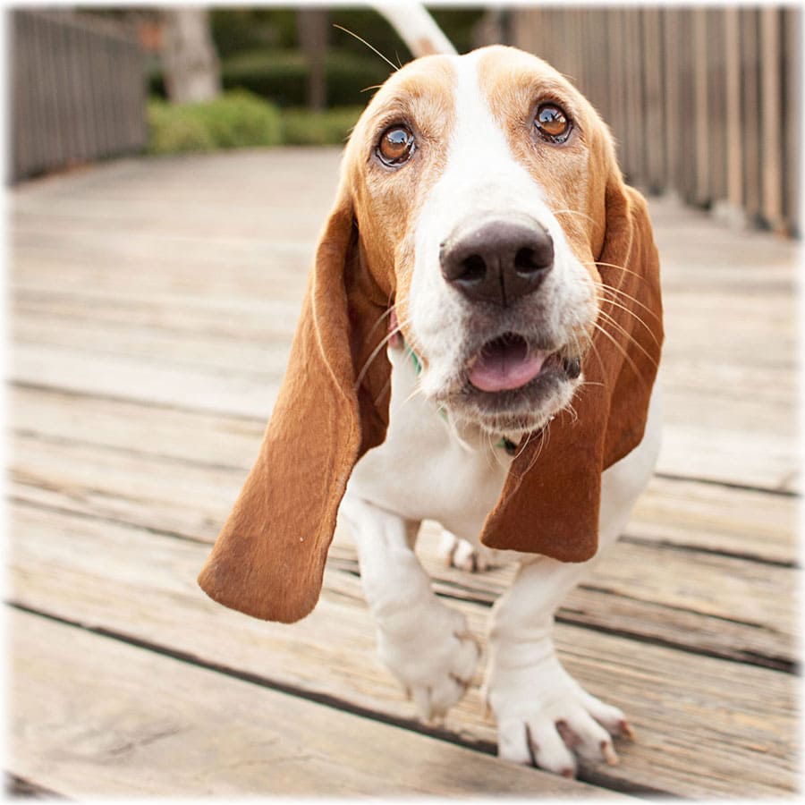 Глаза бассет хаунда