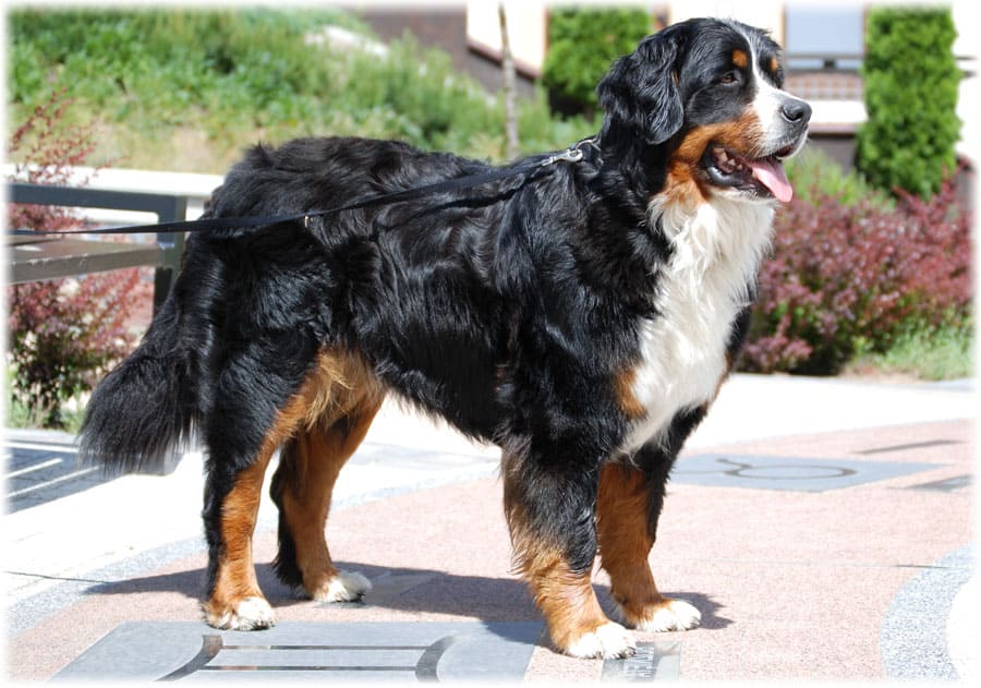 Описание породы бернский зенненхунд