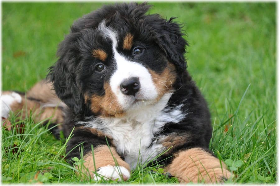 Щенок бернского зенненхунда