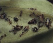 Особенности цикад