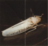 Корм для цикад