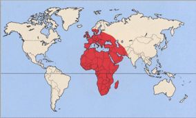 Ареал обитания мёртвой головы