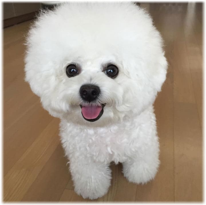 Описание породы бишон фризе