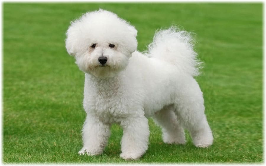 Бишон фризе на лугу