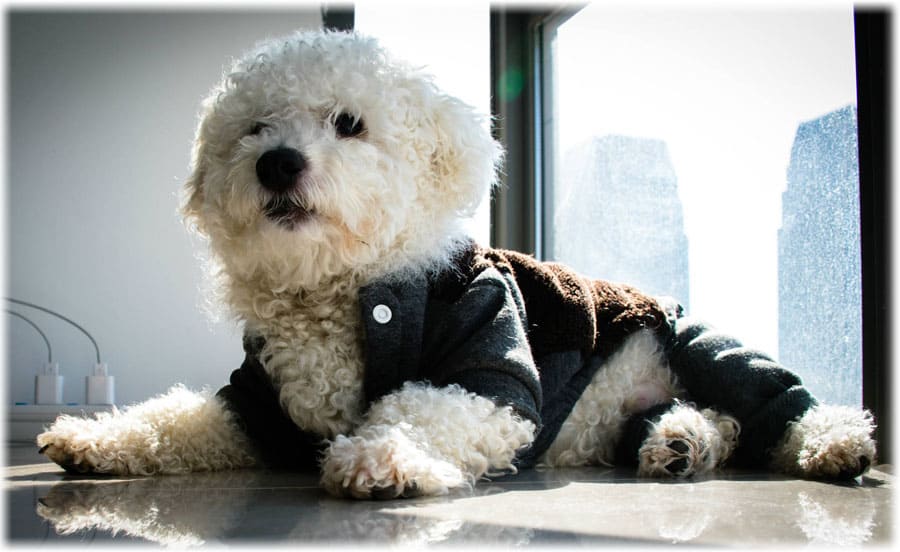 Кудрявый бишон фризе в одежде лежит у окна