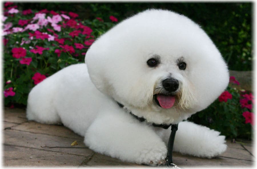 Очаровательный бишон фризе лежит рядом с цветами