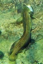 Средниземноморский трехусый морской налим