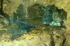 Морской ёрш