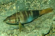 Каменный окунь