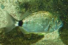 Морской карась