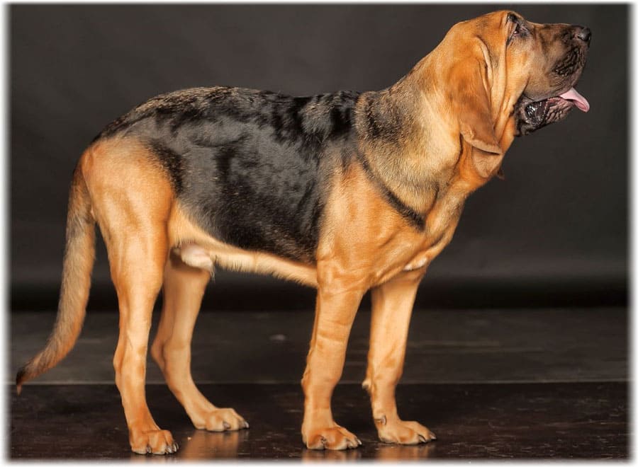 Описание породы бладхаунд