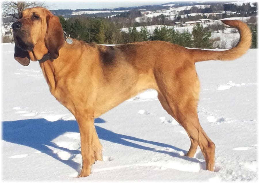 Бладхаунд в снегу