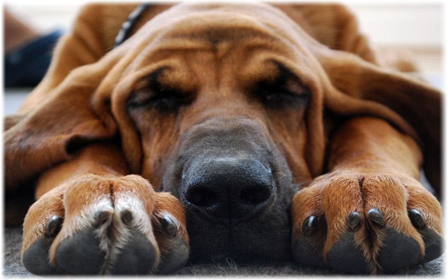 Бладхаунд спит перед охотой