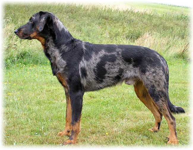 Босерон на траве