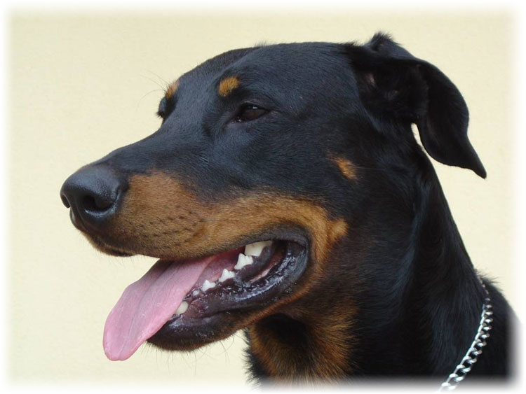 Голова собаки крупным планом