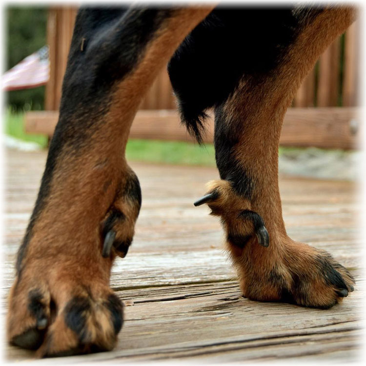 Лапы босерона с раздвоенными прибылыми пальцами