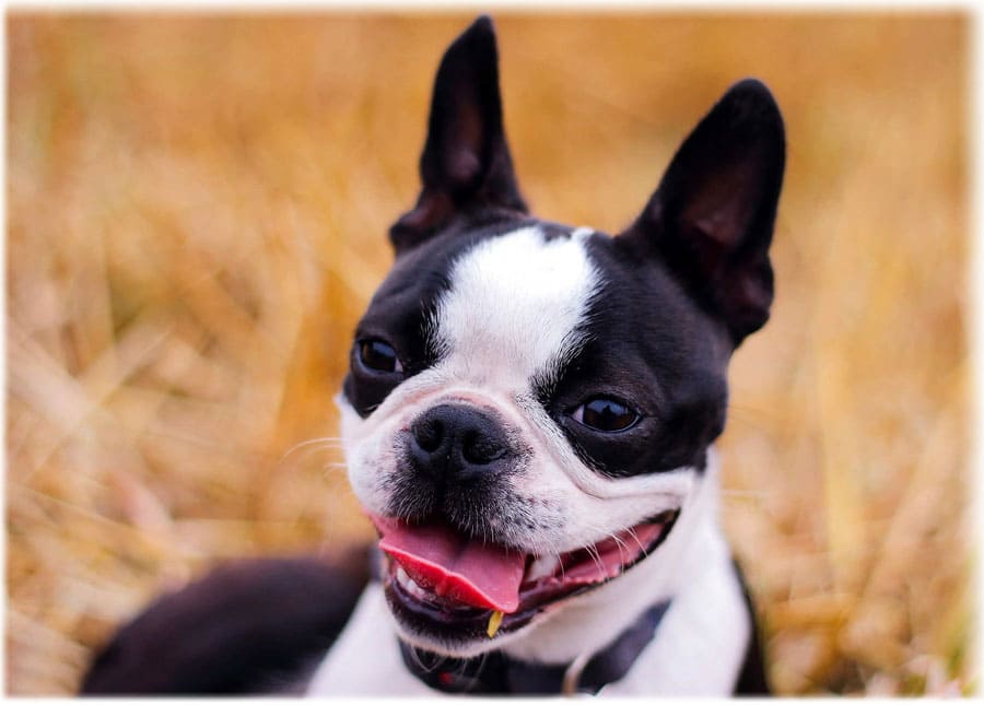 Характер бостон терьера