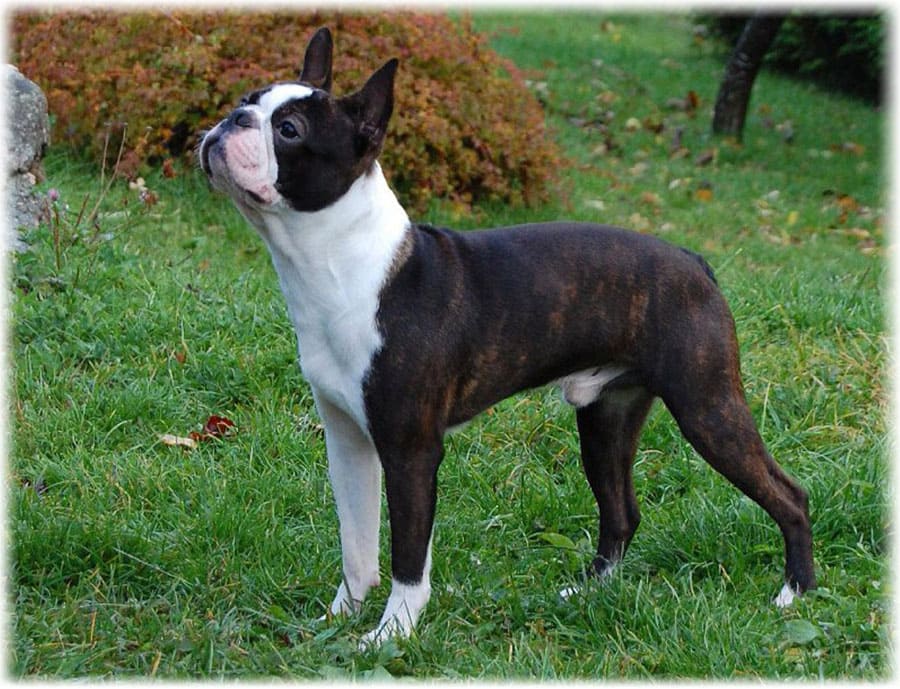 Черно-белый окрас породы бостон терьер