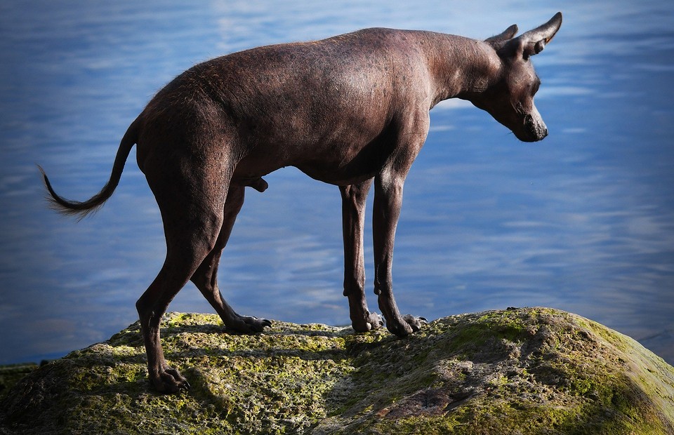 «Я сказал тьфу»: 15 пород собак, которые не пахнут и почти не линяют
