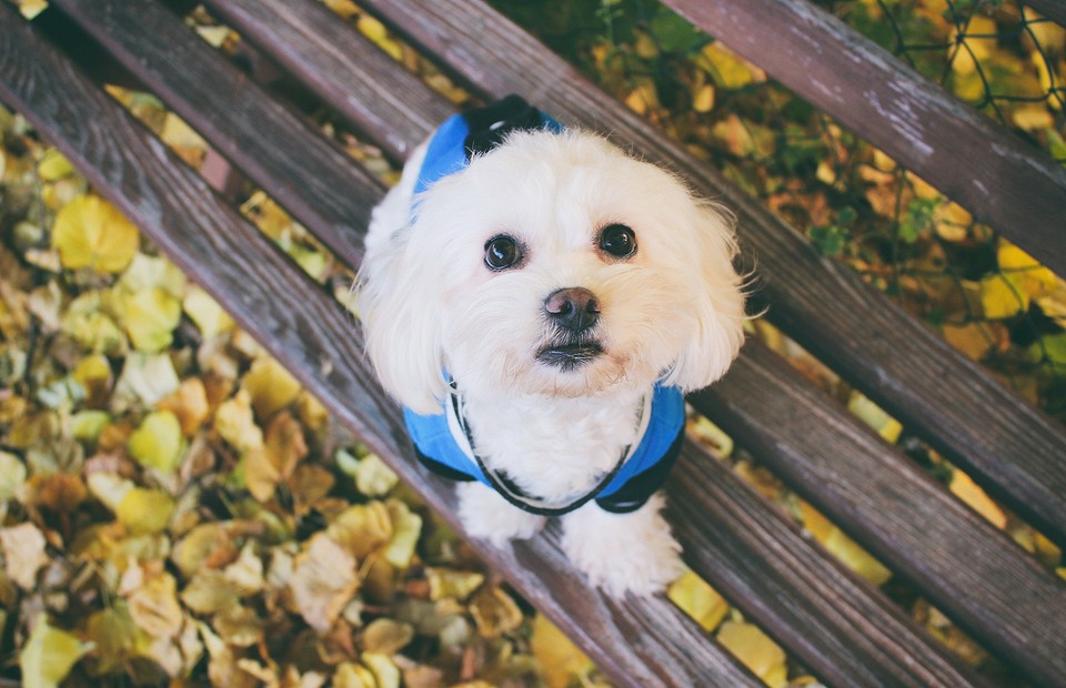 «Я сказал тьфу»: 15 пород собак, которые не пахнут и почти не линяют