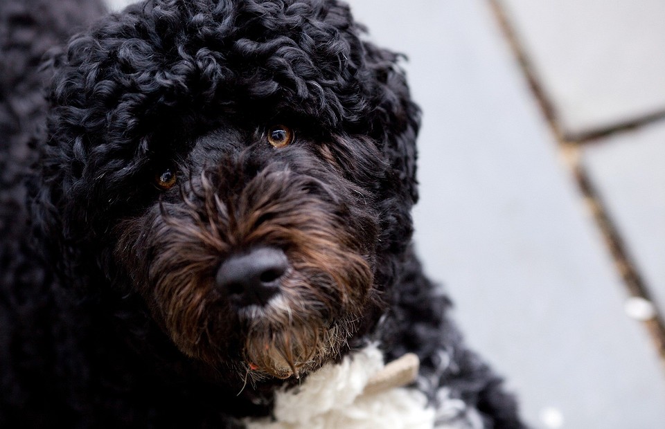 «Я сказал тьфу»: 15 пород собак, которые не пахнут и почти не линяют