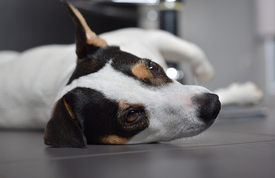 «Я сказал тьфу»: 15 пород собак, которые не пахнут и почти не линяют