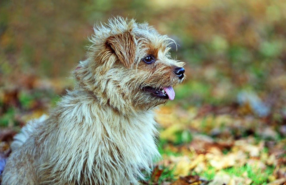 «Я сказал тьфу»: 15 пород собак, которые не пахнут и почти не линяют