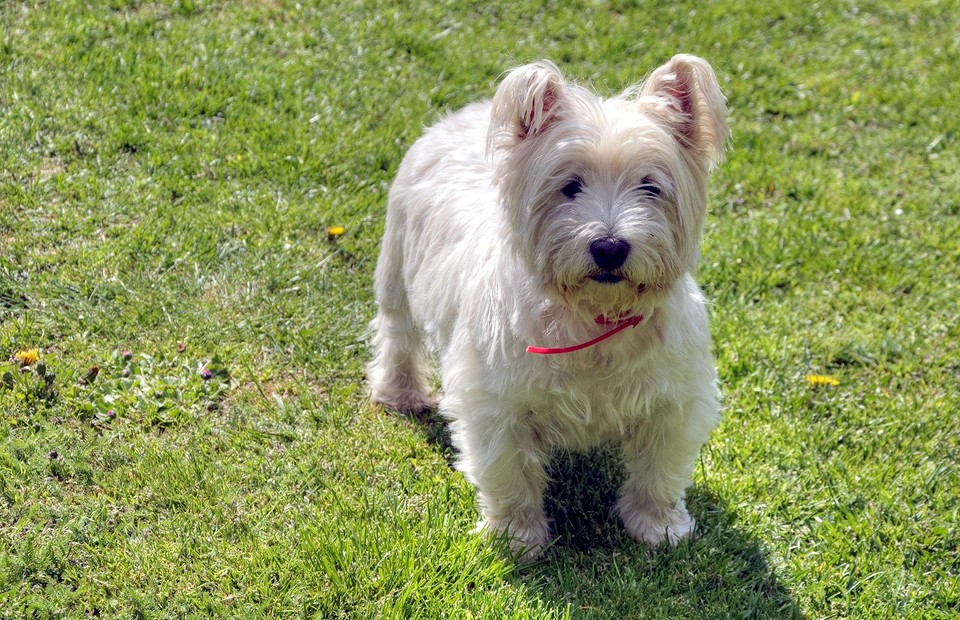 «Я сказал тьфу»: 15 пород собак, которые не пахнут и почти не линяют