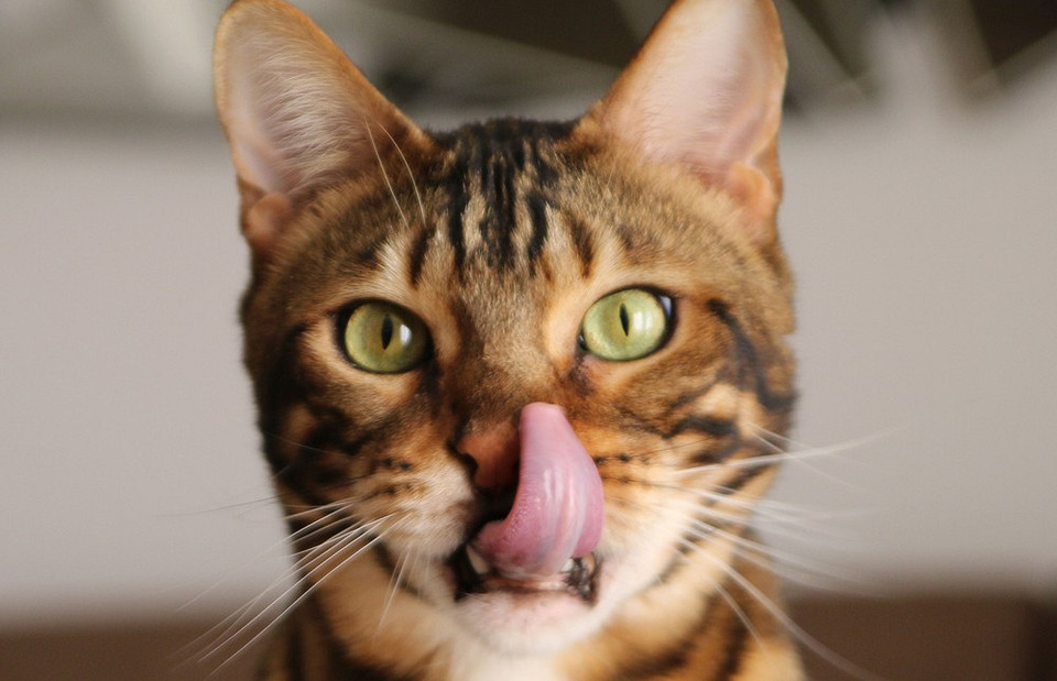 Бенгальская кошка: что нужно знать, прежде чем ее взять ее домой