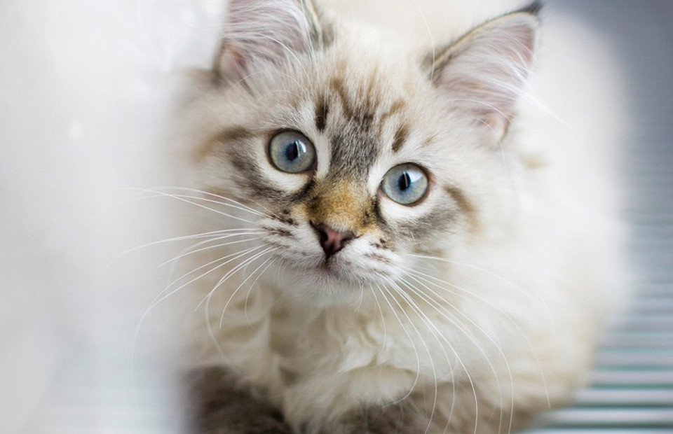 Невская маскарадная кошка: что это за порода и как за ней ухаживать