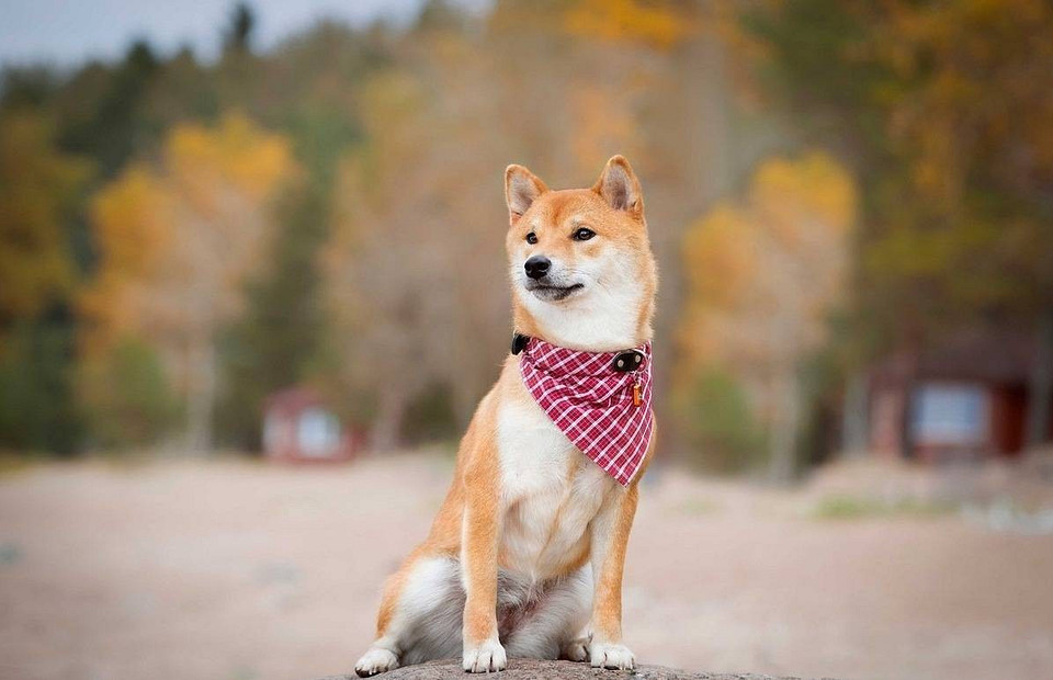 Японский сиба-ину: описание породы, характер и уход за собакой