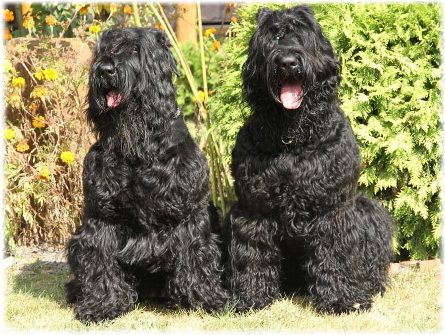 Два взрослых русских черных терьеров на траве