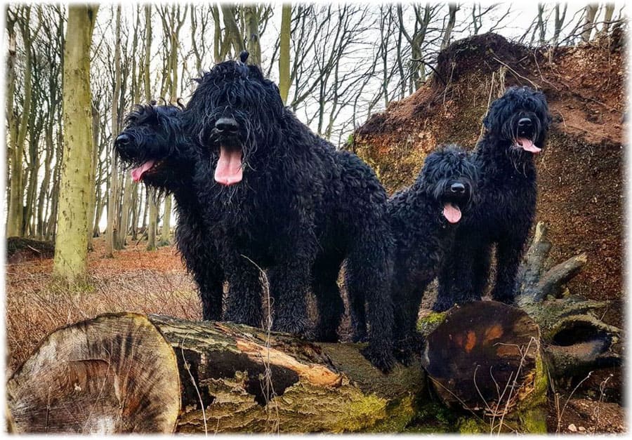 Русские черные терьеры стоят на бревне