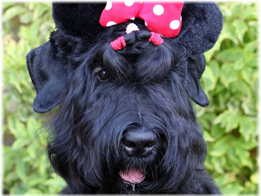 Девочка русский черный терьер с бантиком