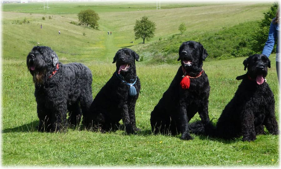 Русские черные терьеры на тренировке