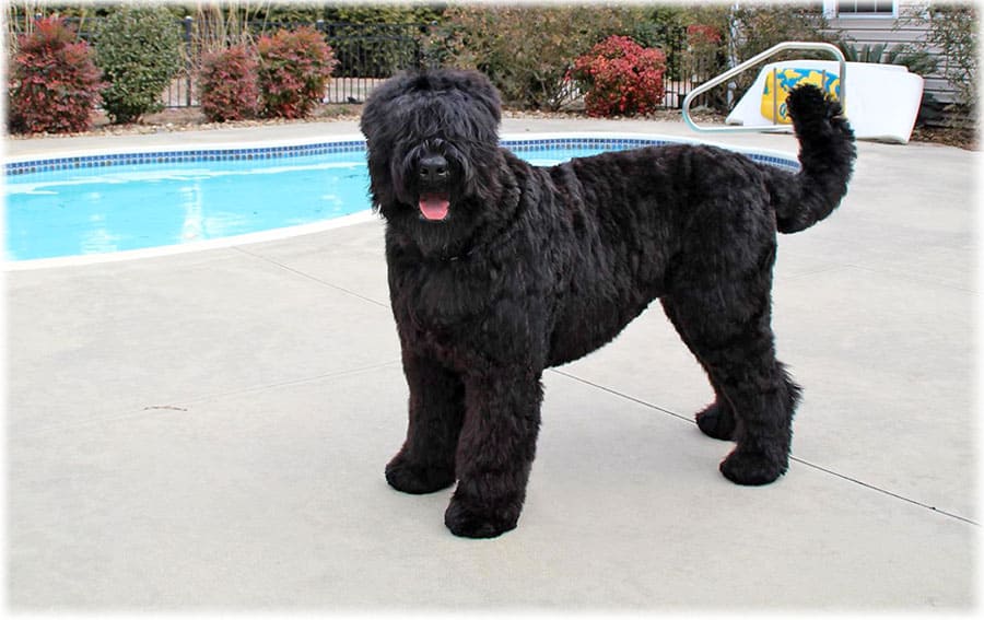 Русский черный терьер у бассейна